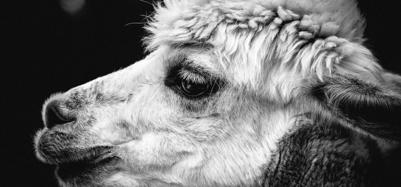 Alpaca vs cashmere softness comparison Close-up alpaca fiber vs cashmere texture comparison