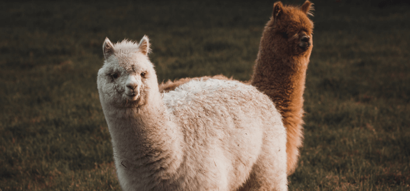 spitting alpaca