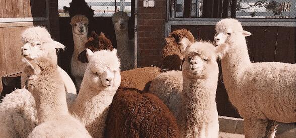 What everyone should know about alpaca wool