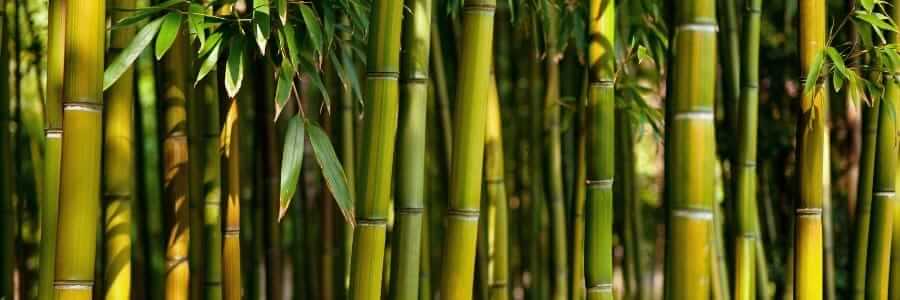 fibre de bambou