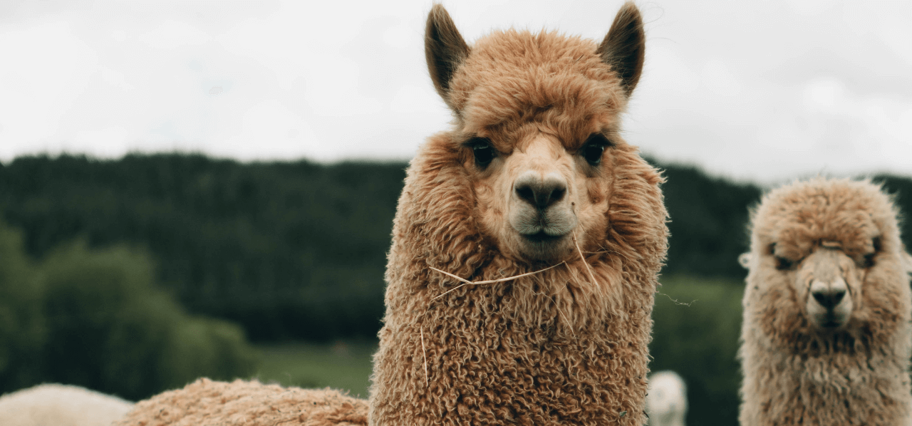 279 Alpaca Fleece Stock Photos, High-Res Pictures, and Images