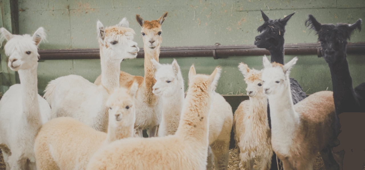 alpaca's in de omgeving