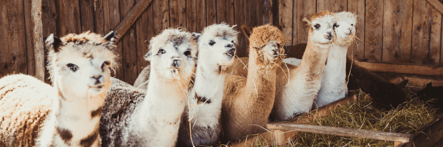 alpaca wool