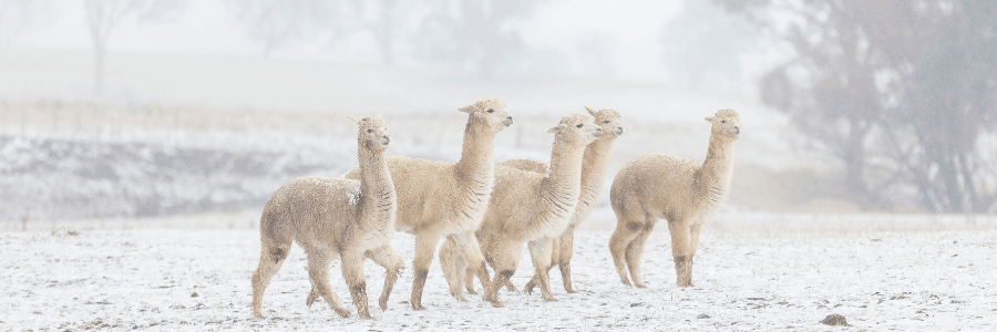 white alpaca