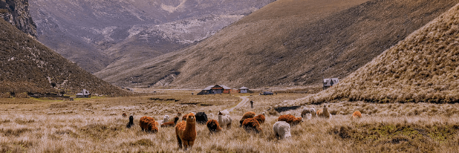 alpacas