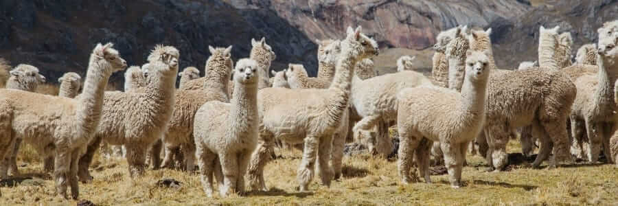 alpaca herd