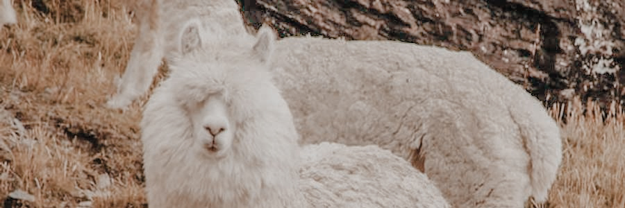 Bien-faits laine d'Alpaga