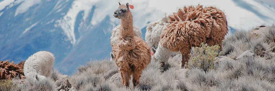 5 reasons why alpaca fleece is the Gold of the Andes Silkeborg