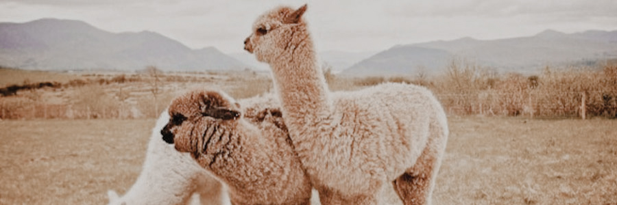 alpacas