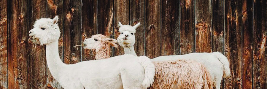 geschoren alpaca's