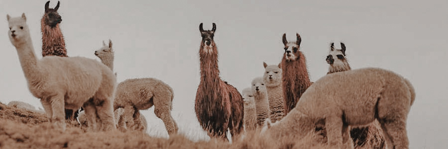 Lamas und Alpakas