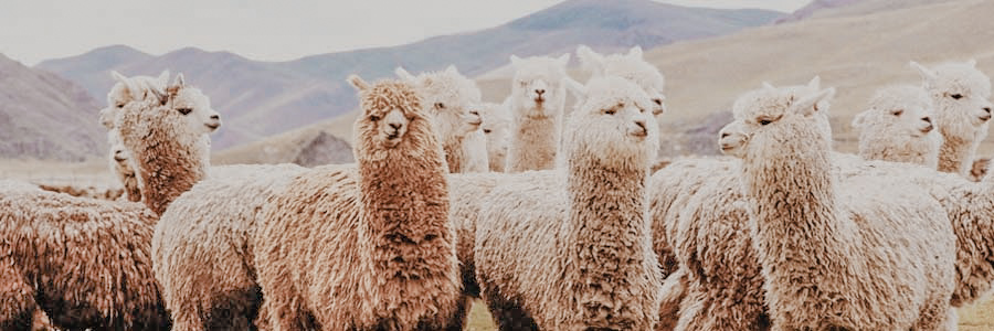 ecologische alpaca's