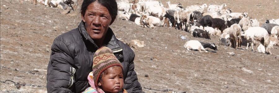 cachemire chèvre tibet mongolie