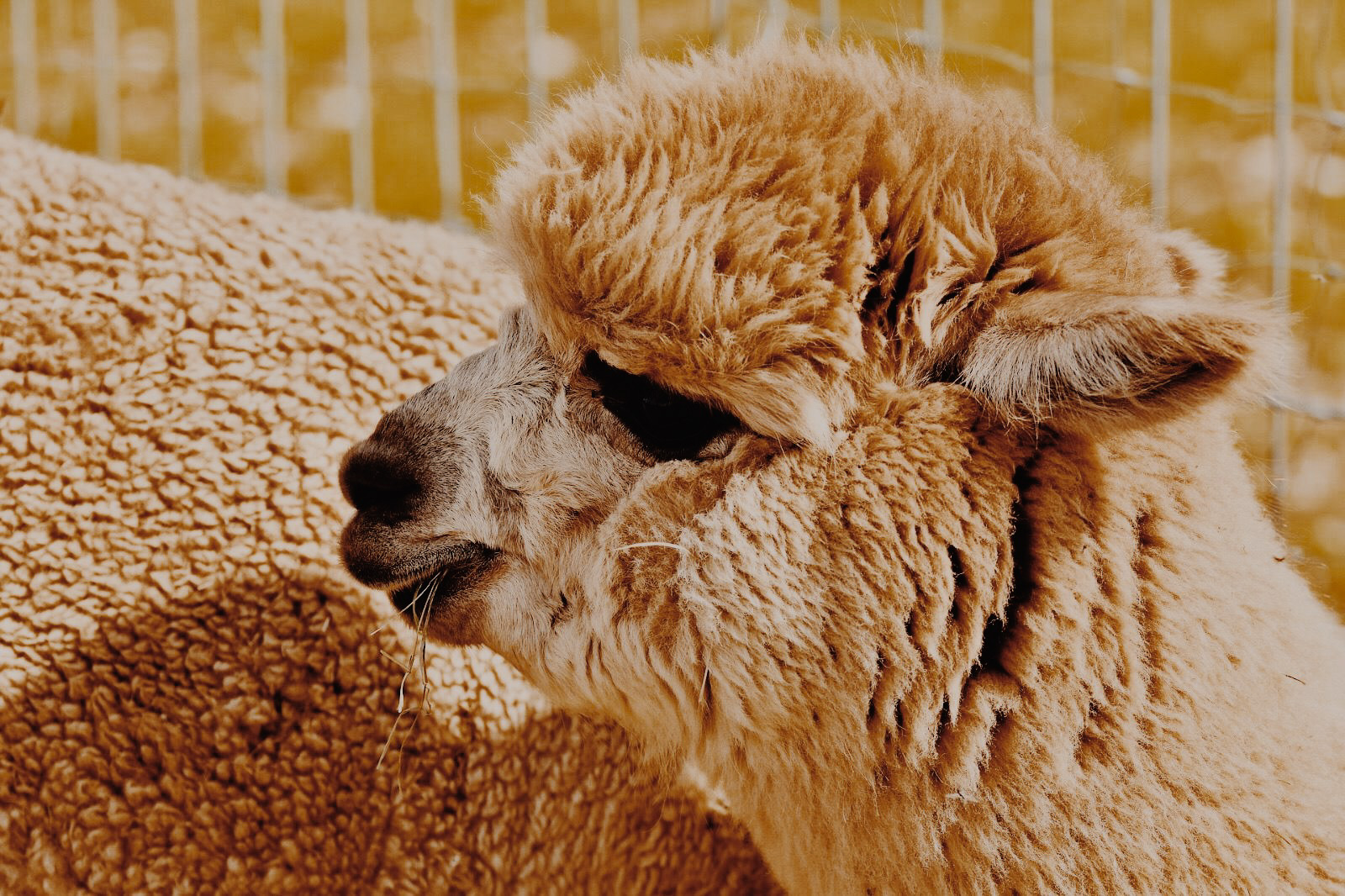 alpaca