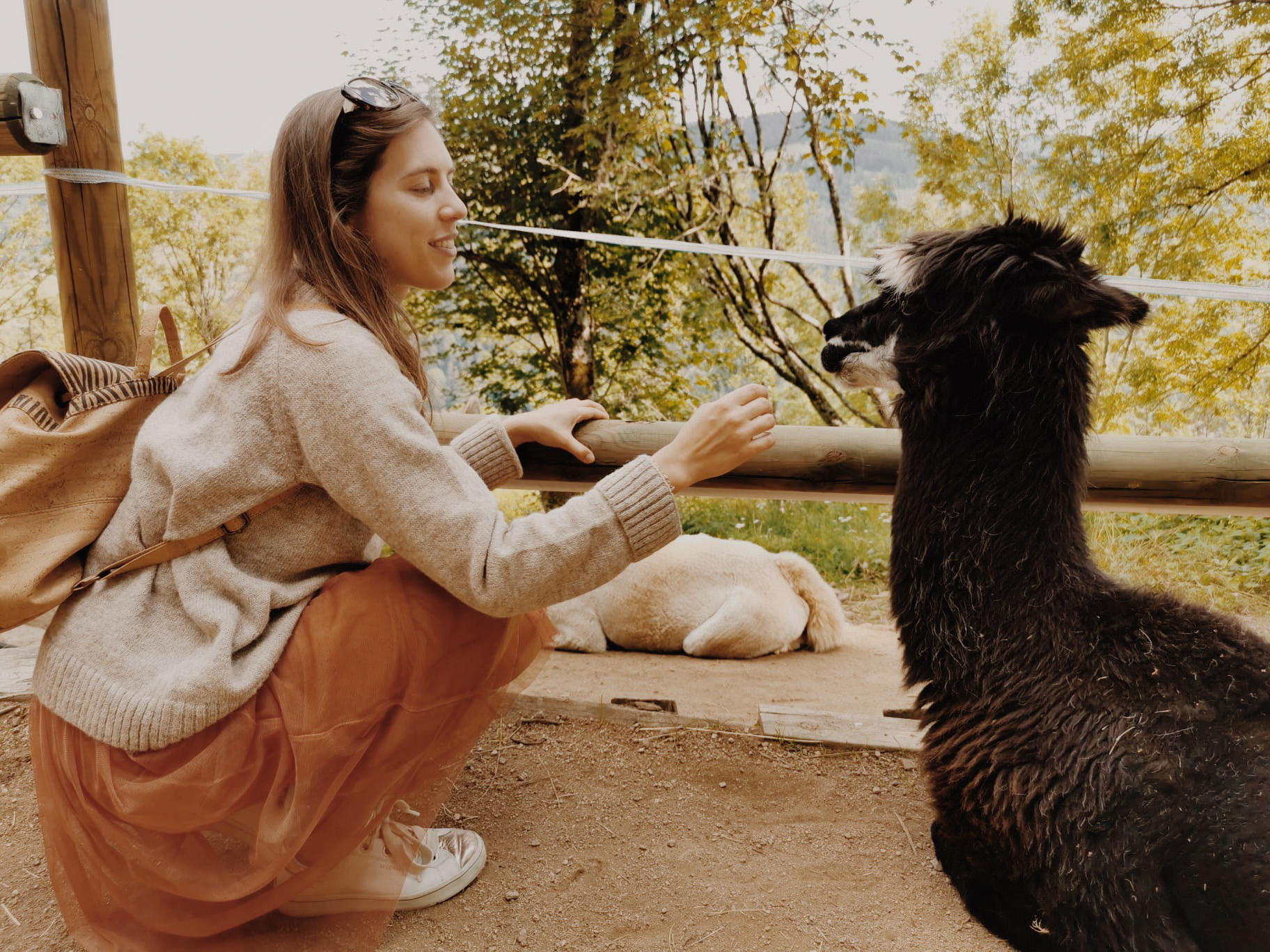 Farm alpaca Southwest Alpaca