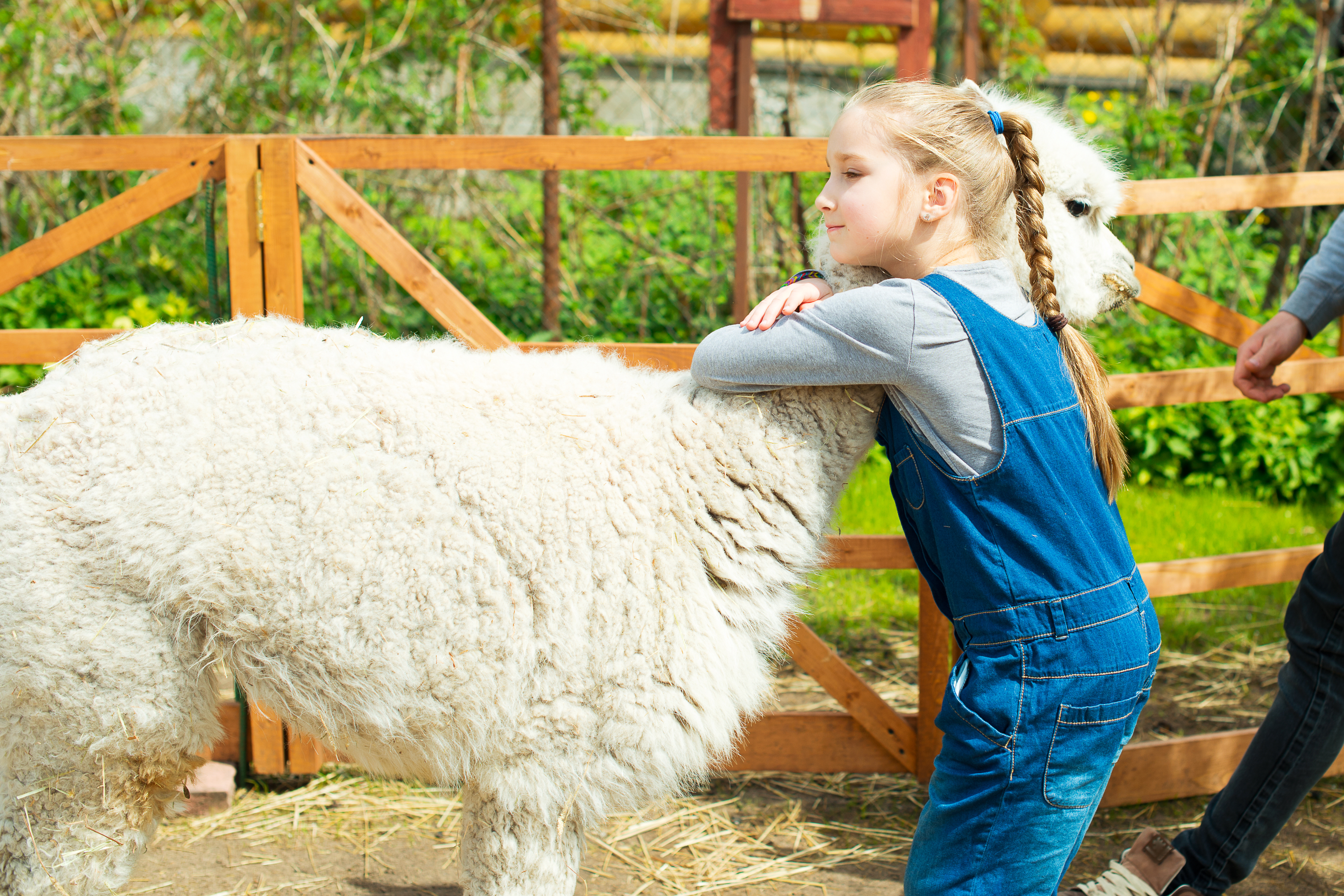 Fille calin alpaga blanc