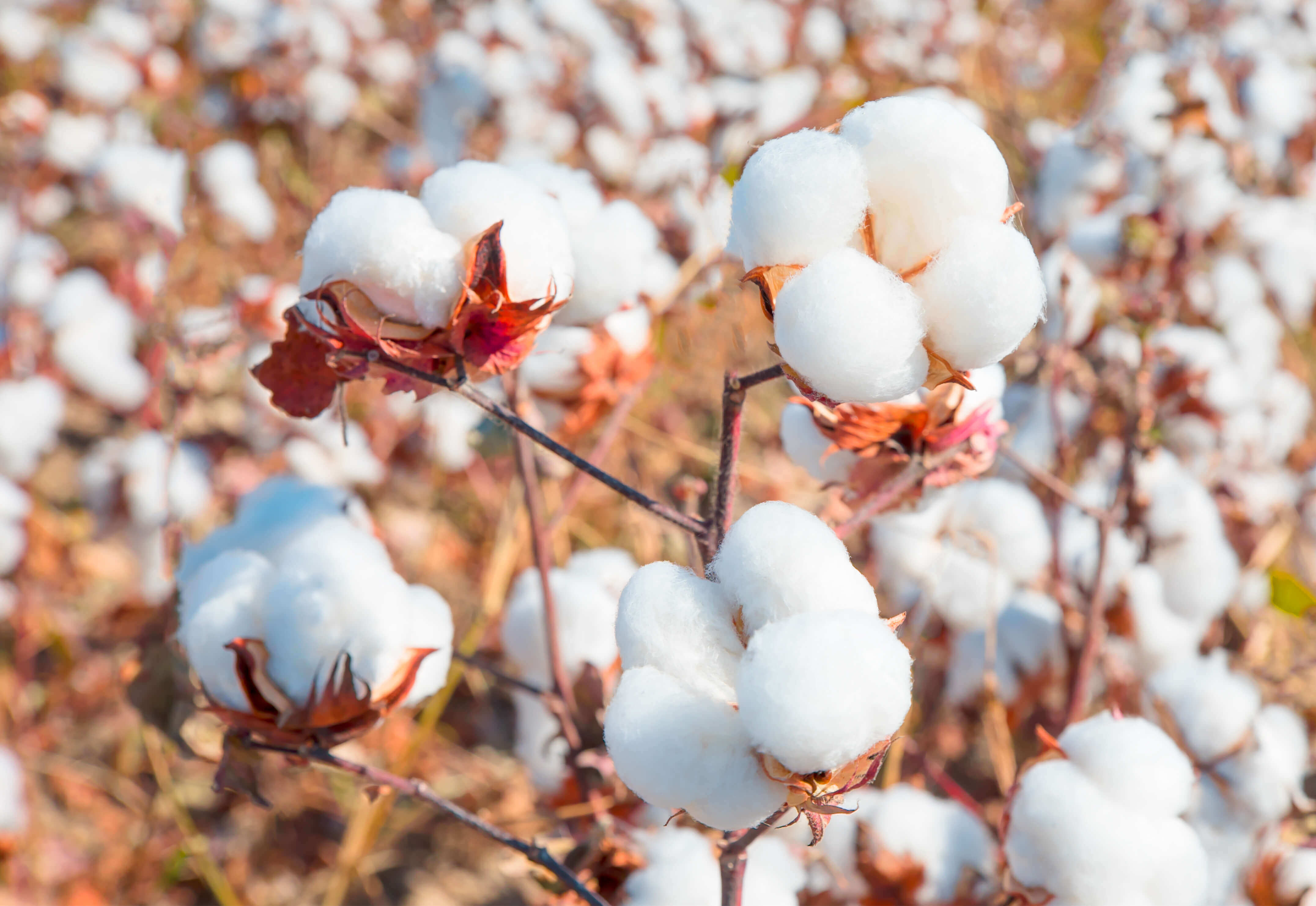 What is Pima Cotton?  All About Pima Cotton - AanyaLinen