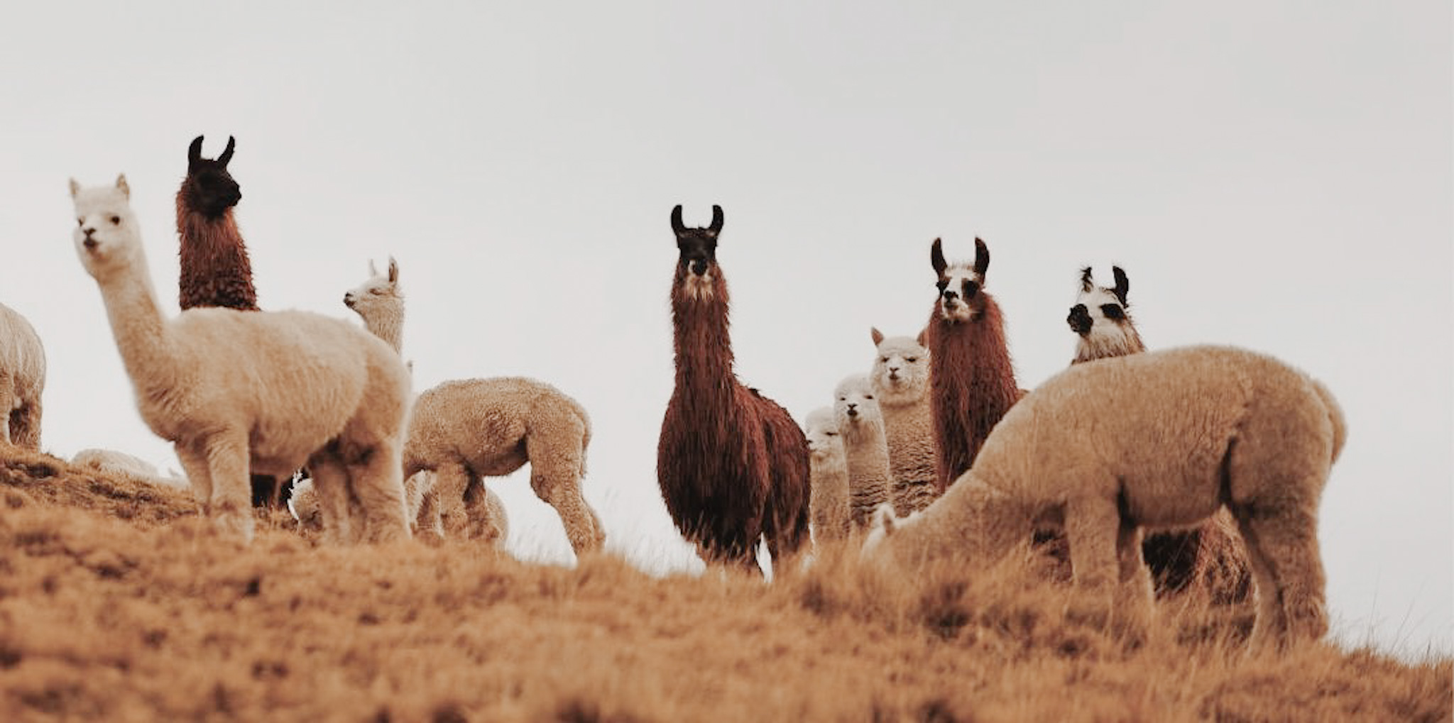 alpaga lama blanc marron