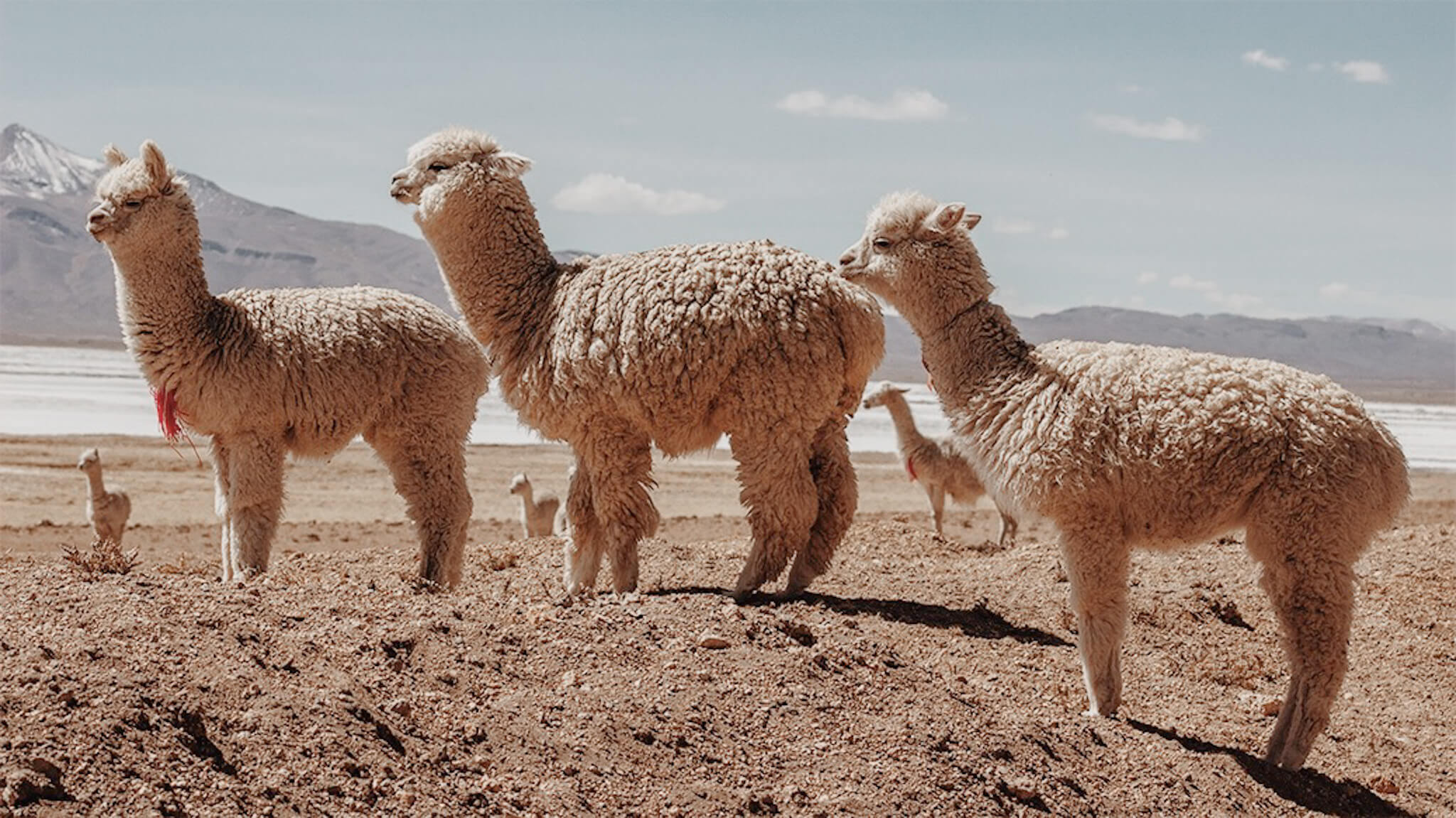 alpaca's natuurlijke omgeving