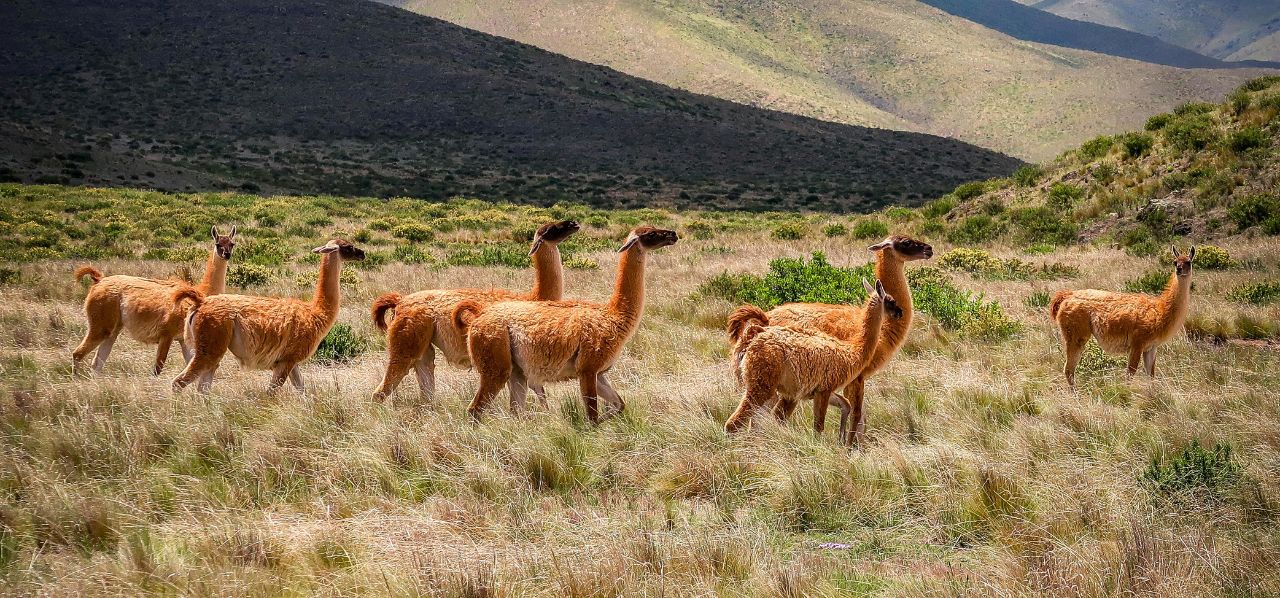 Alpagas dans les Andes à l’origine de la laine des chaussettes hautes femme