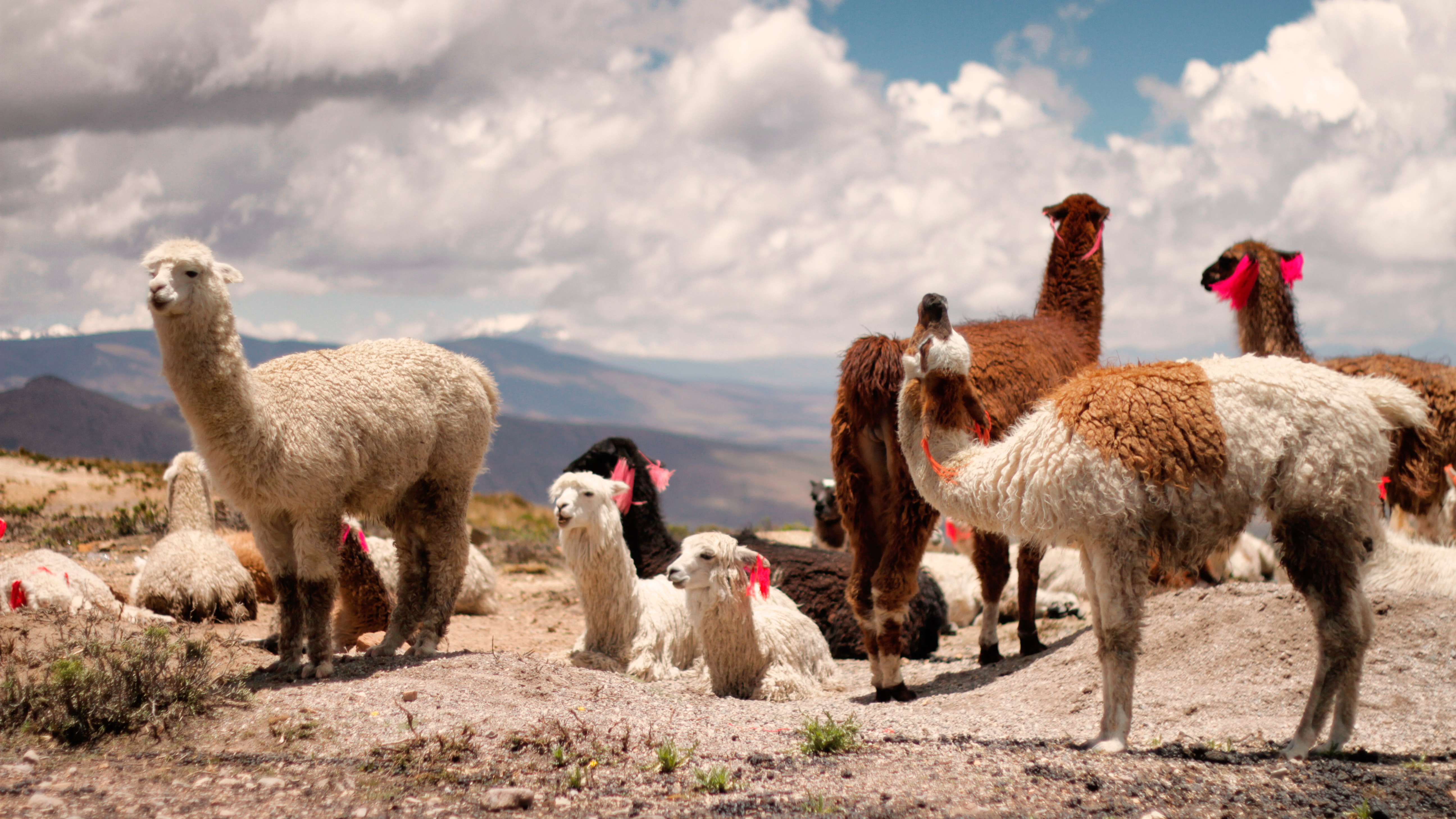 Alpaca vs Kasjmier_Alpaca of Kasjmier