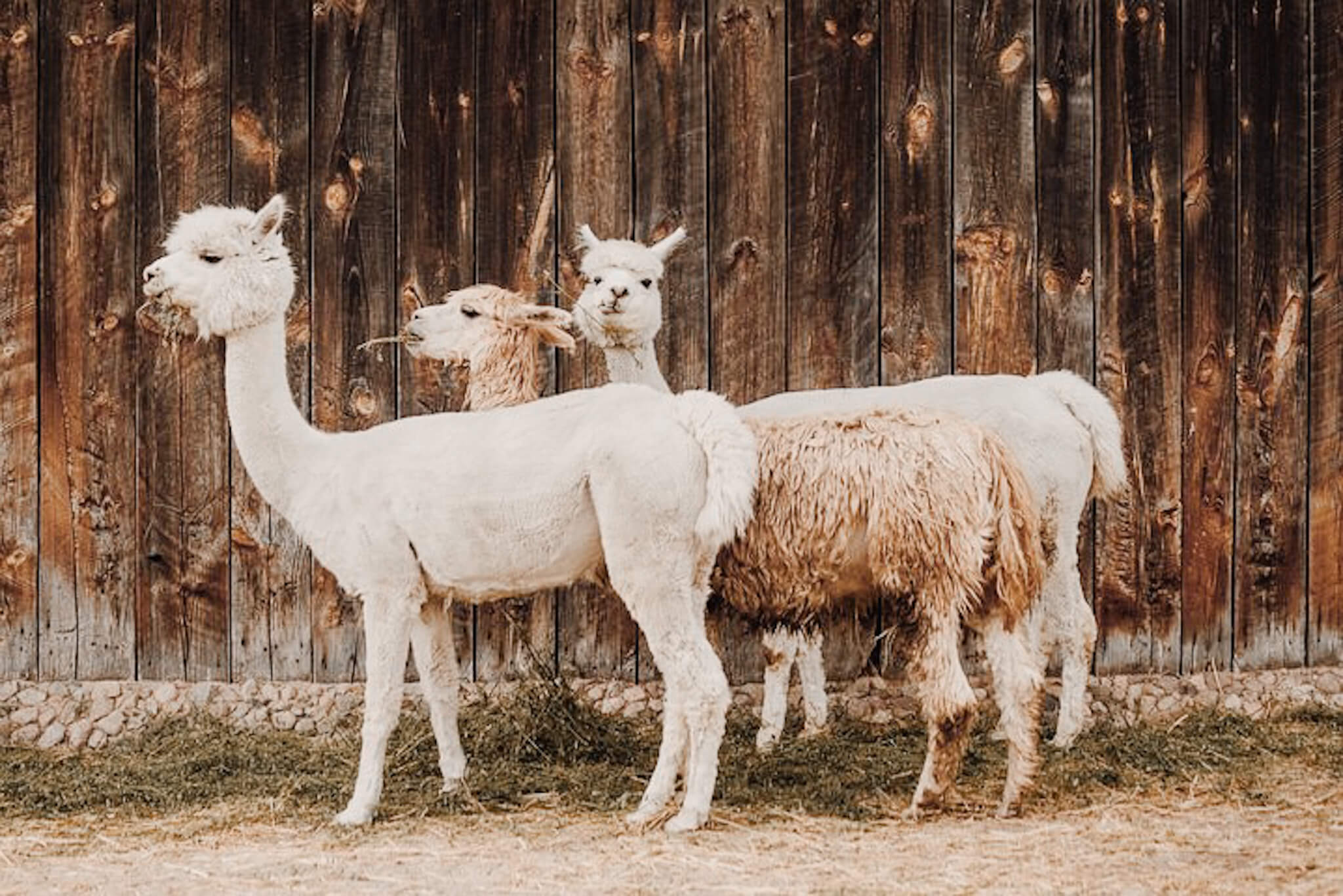 Staande alpaca