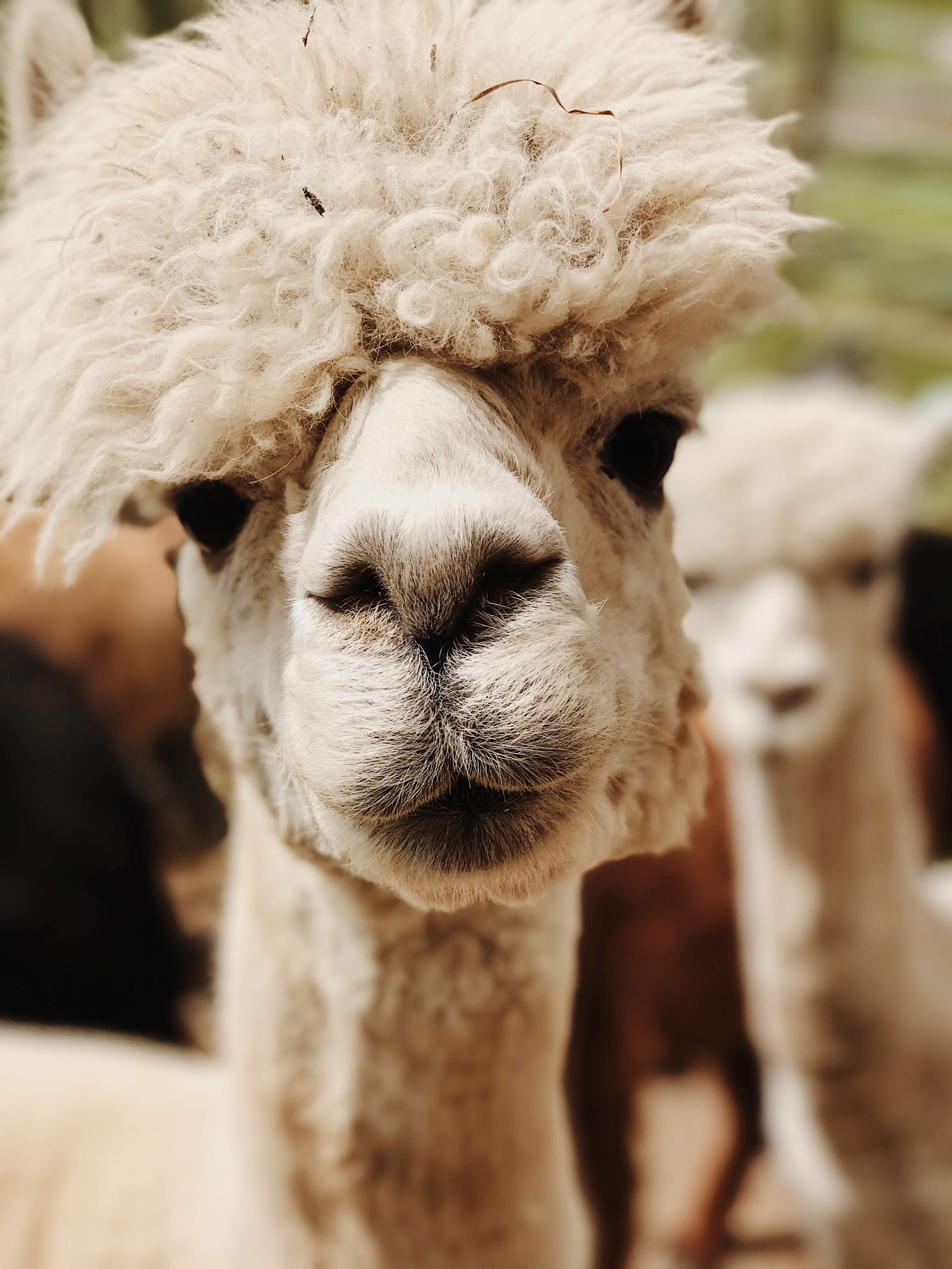 Alpaca Blog - What fun things can you do with alpaca wool?