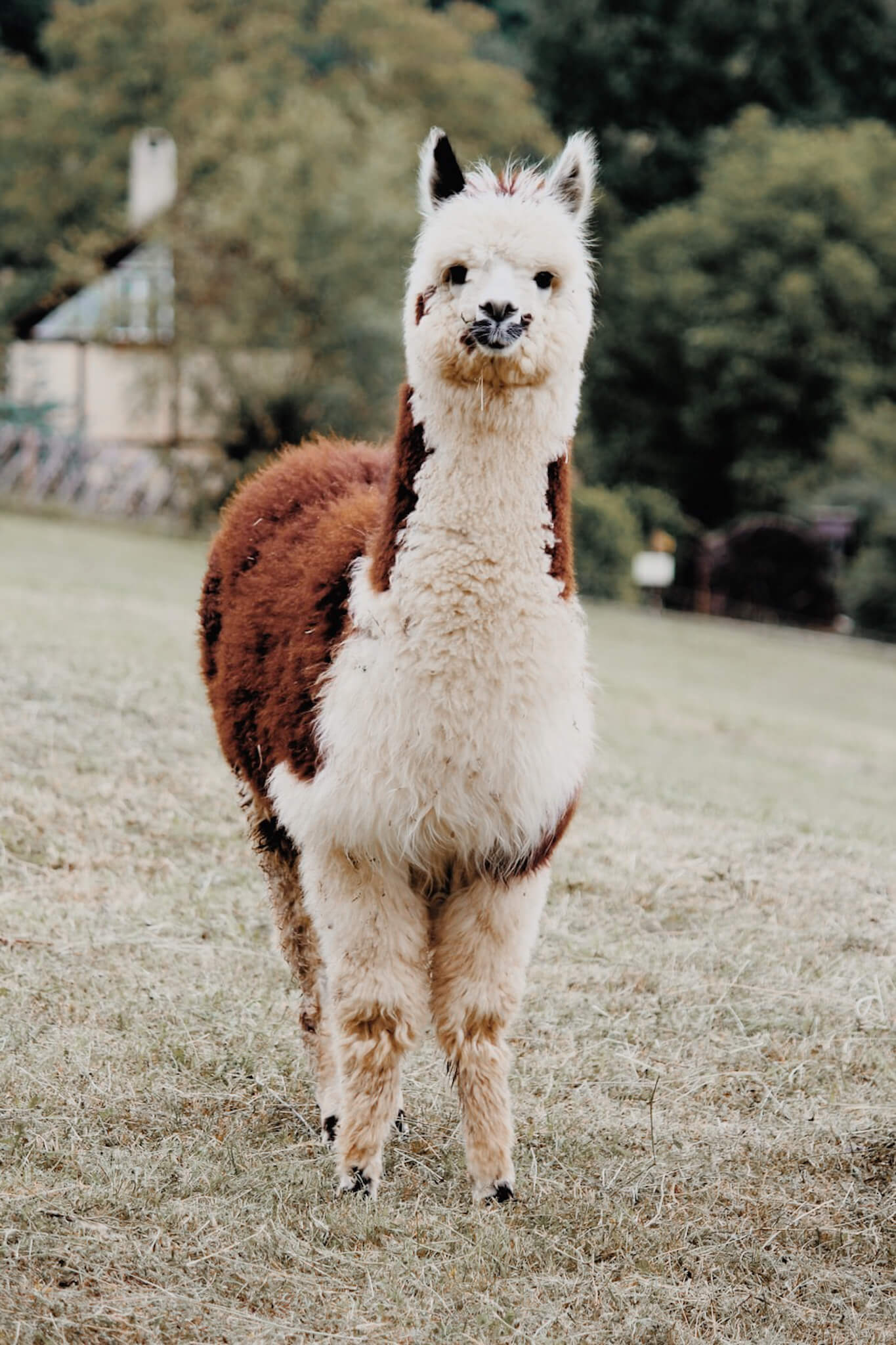 ondeugd verhoging Birma Wat iedereen zou moeten weten over alpacawol