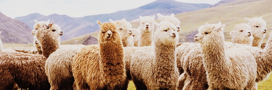 alpaca in natuur