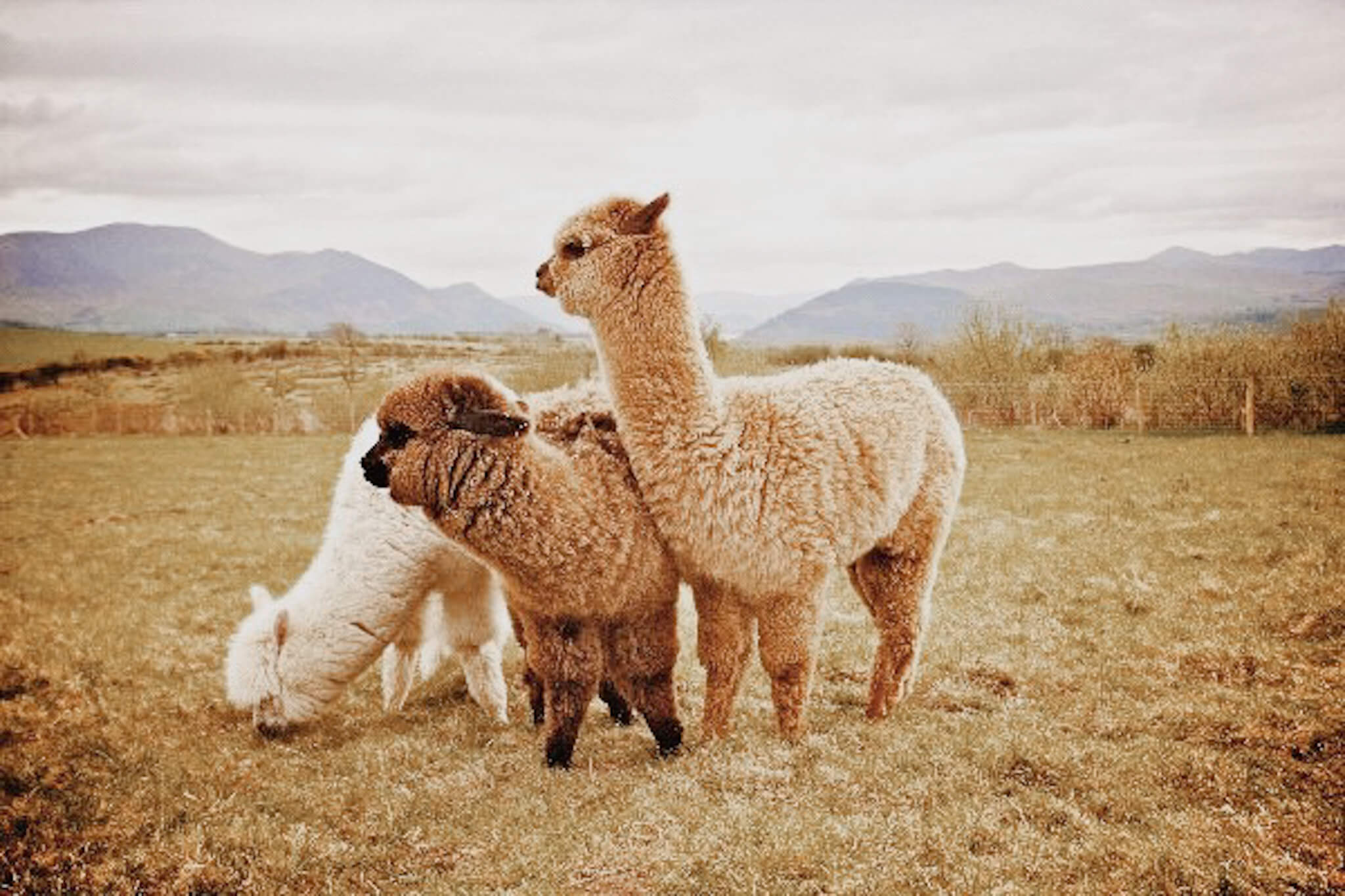 Alpaca's in omgeving - BellePaga