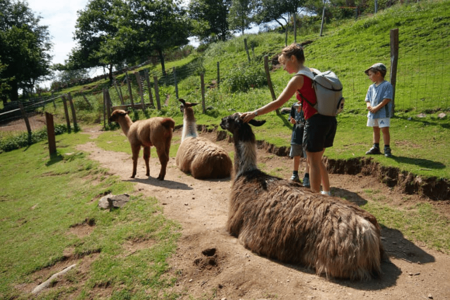 alpaca activiteit