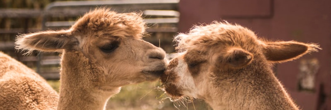 Twee alpaca’s die elkaar aanraken in een weide