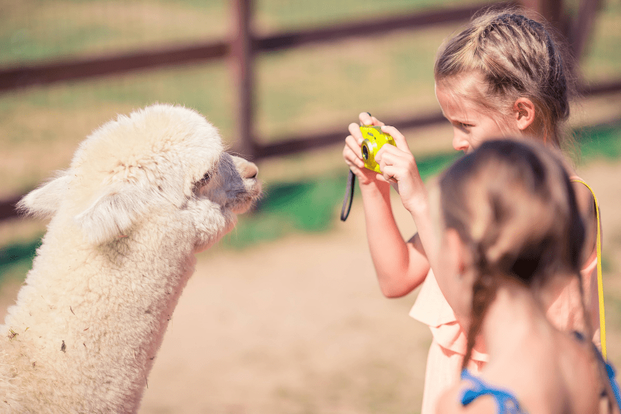 alpacabezoek