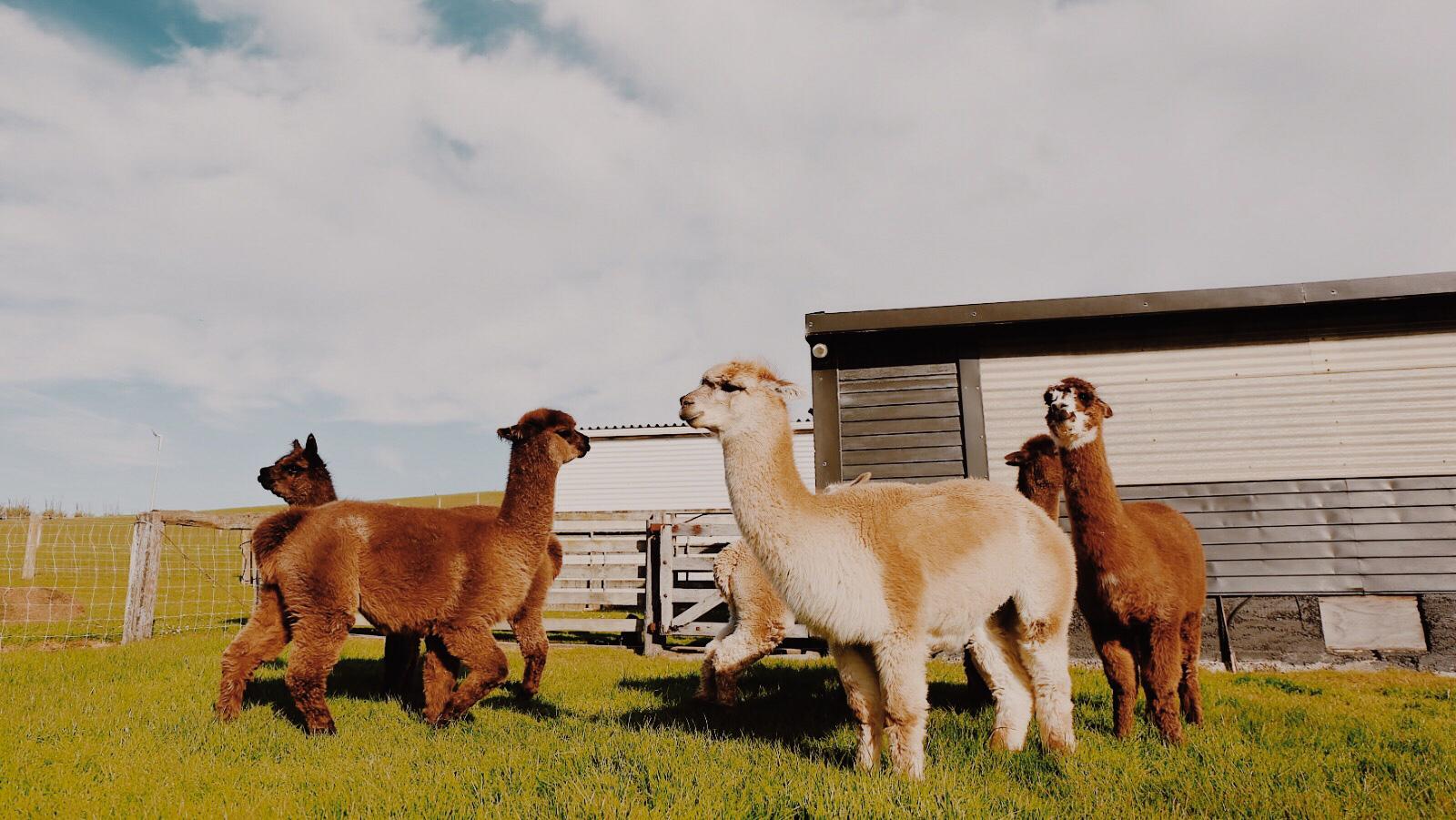 What everyone should know about alpaca wool