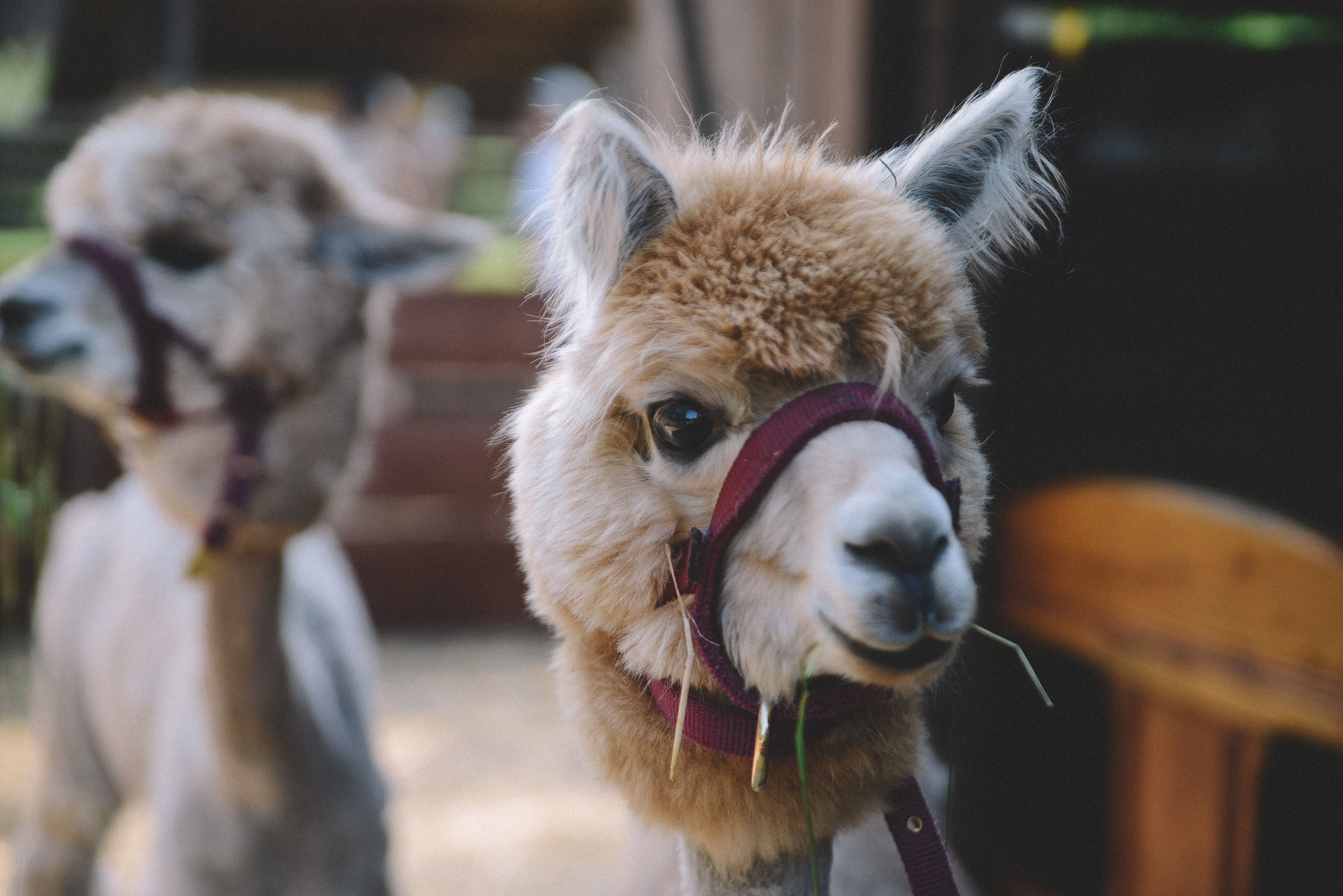 What everyone should know about alpaca wool