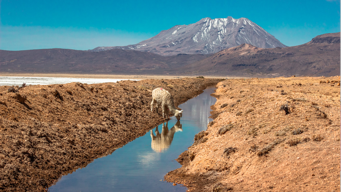 Alpaca in de Andes