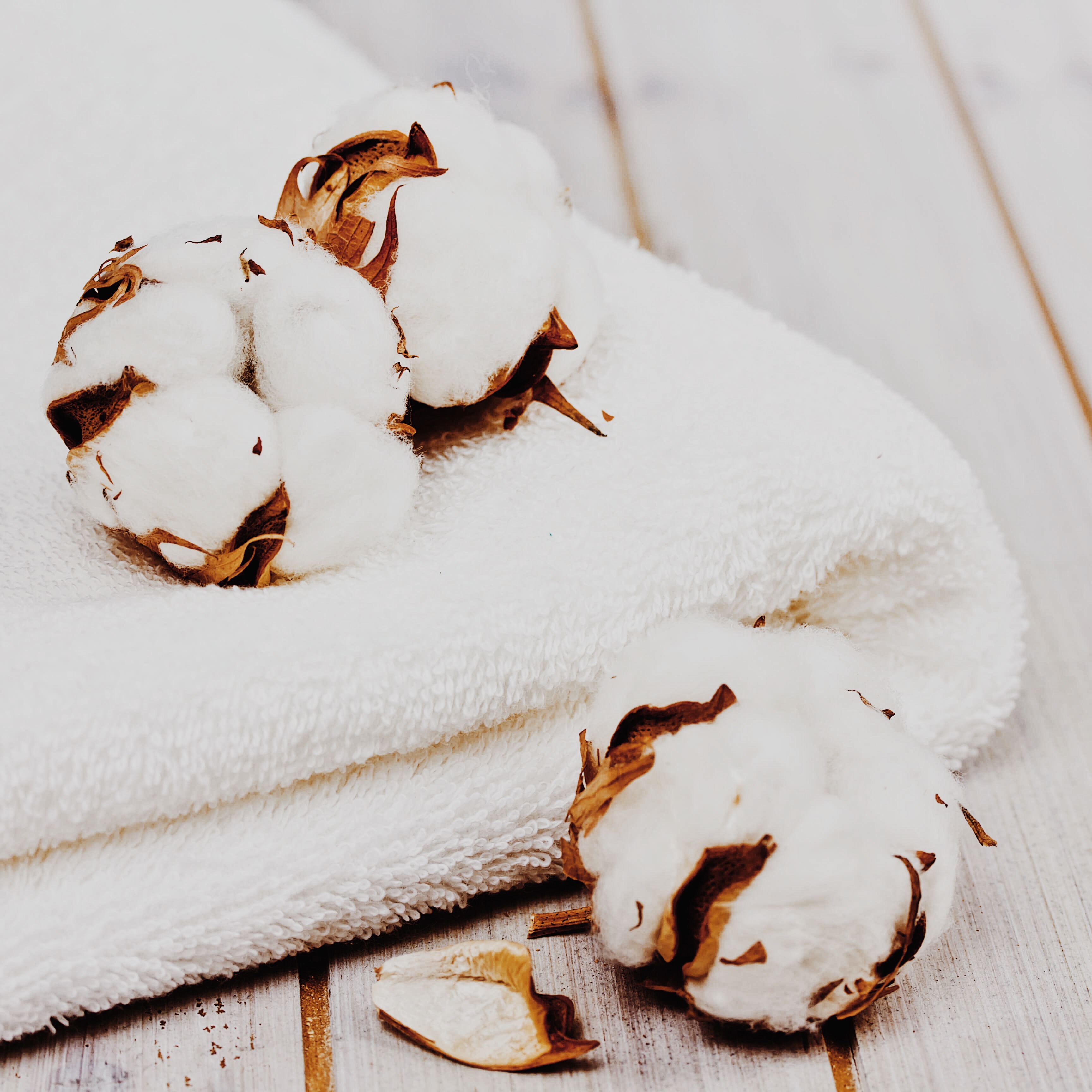 Coton naturel utilisé pour une couette respirante de qualité
