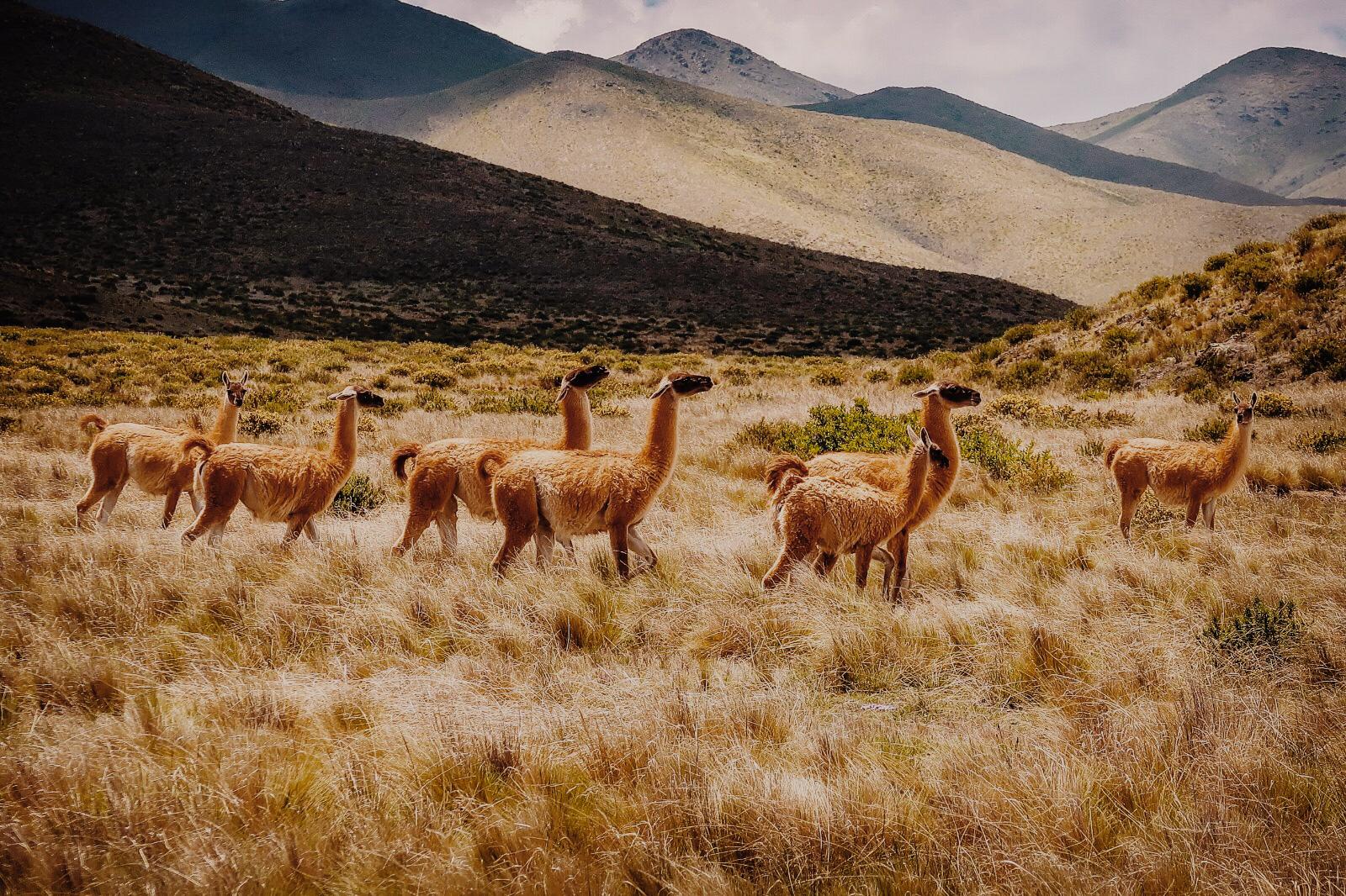 Les lamas,alpagas,et vigognes, Animaux typiques du Pérou