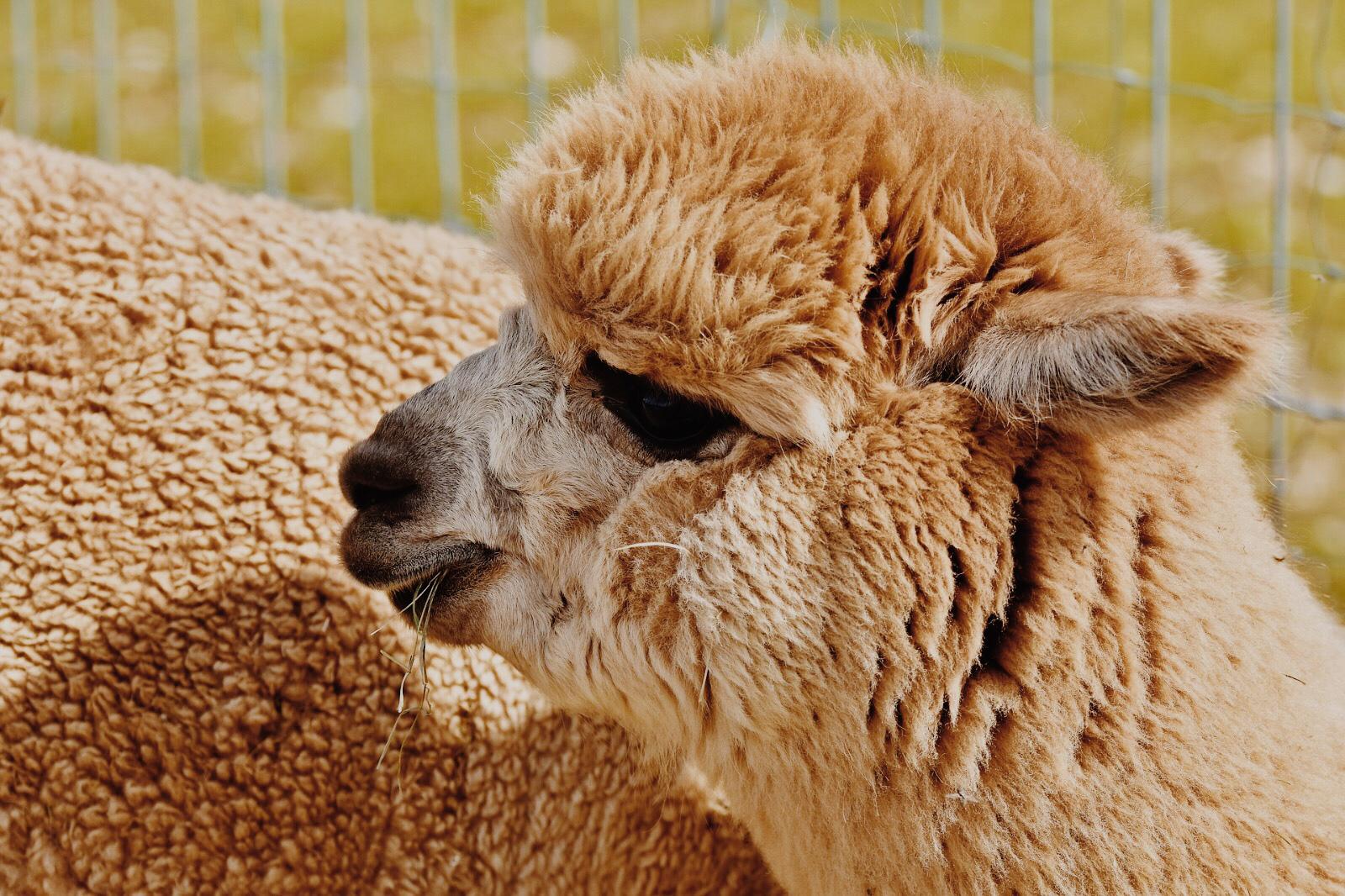 10 Differences Between Llamas and Alpacas – Campo Alpaca