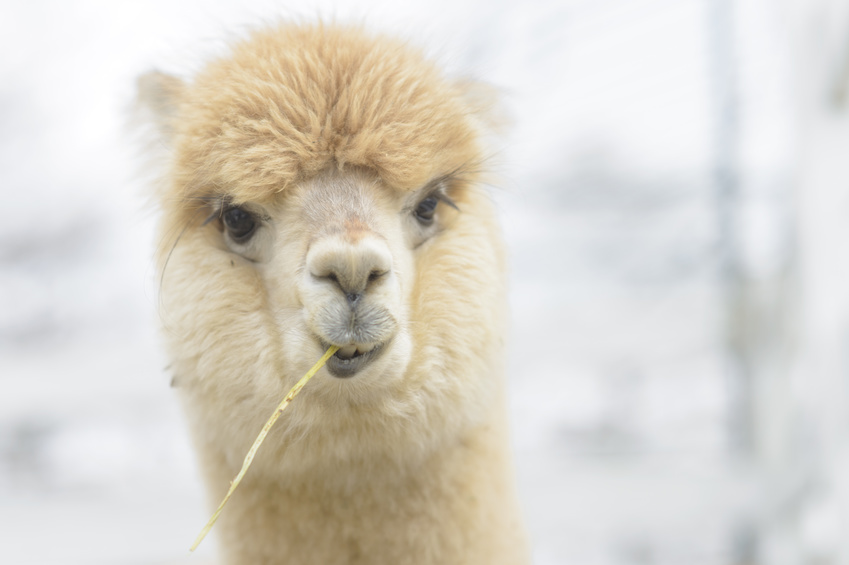 Alpaca