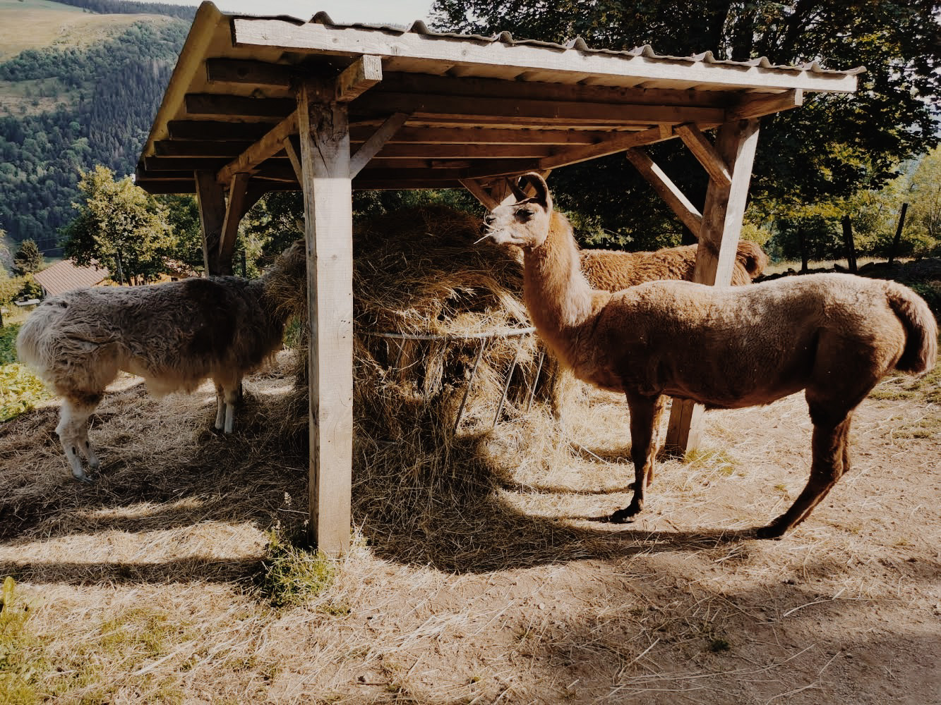 alpaca voedsel