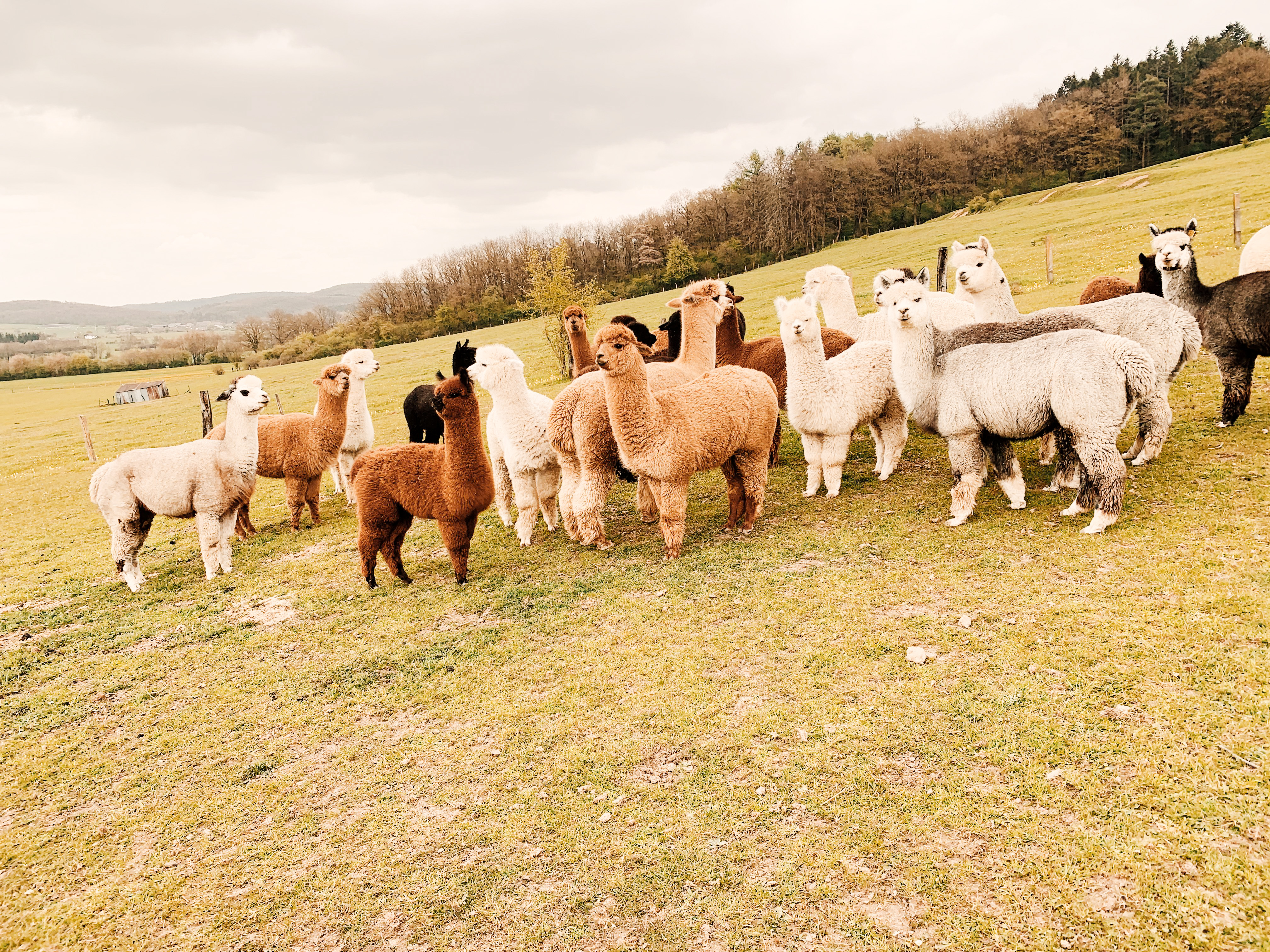 alpacakudde