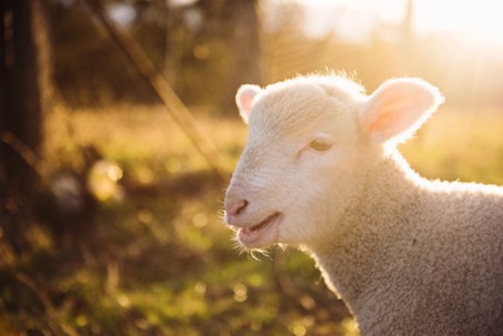 How to take better care of sheep's wool garments - Manteco