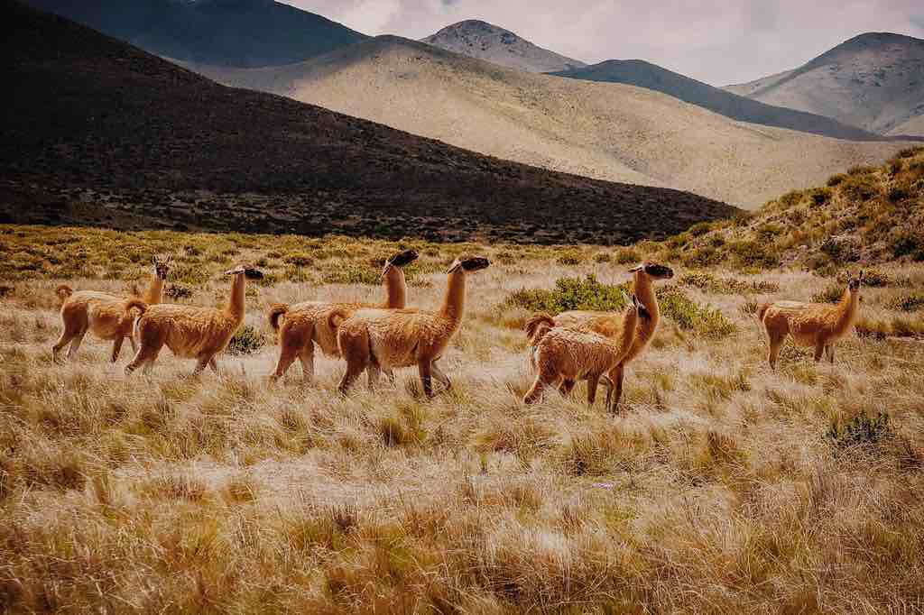 Alpaca breeding in Peru