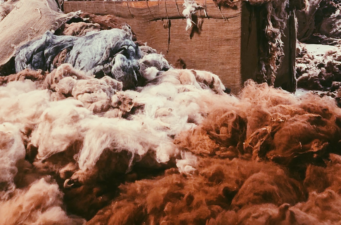 alpaca wool