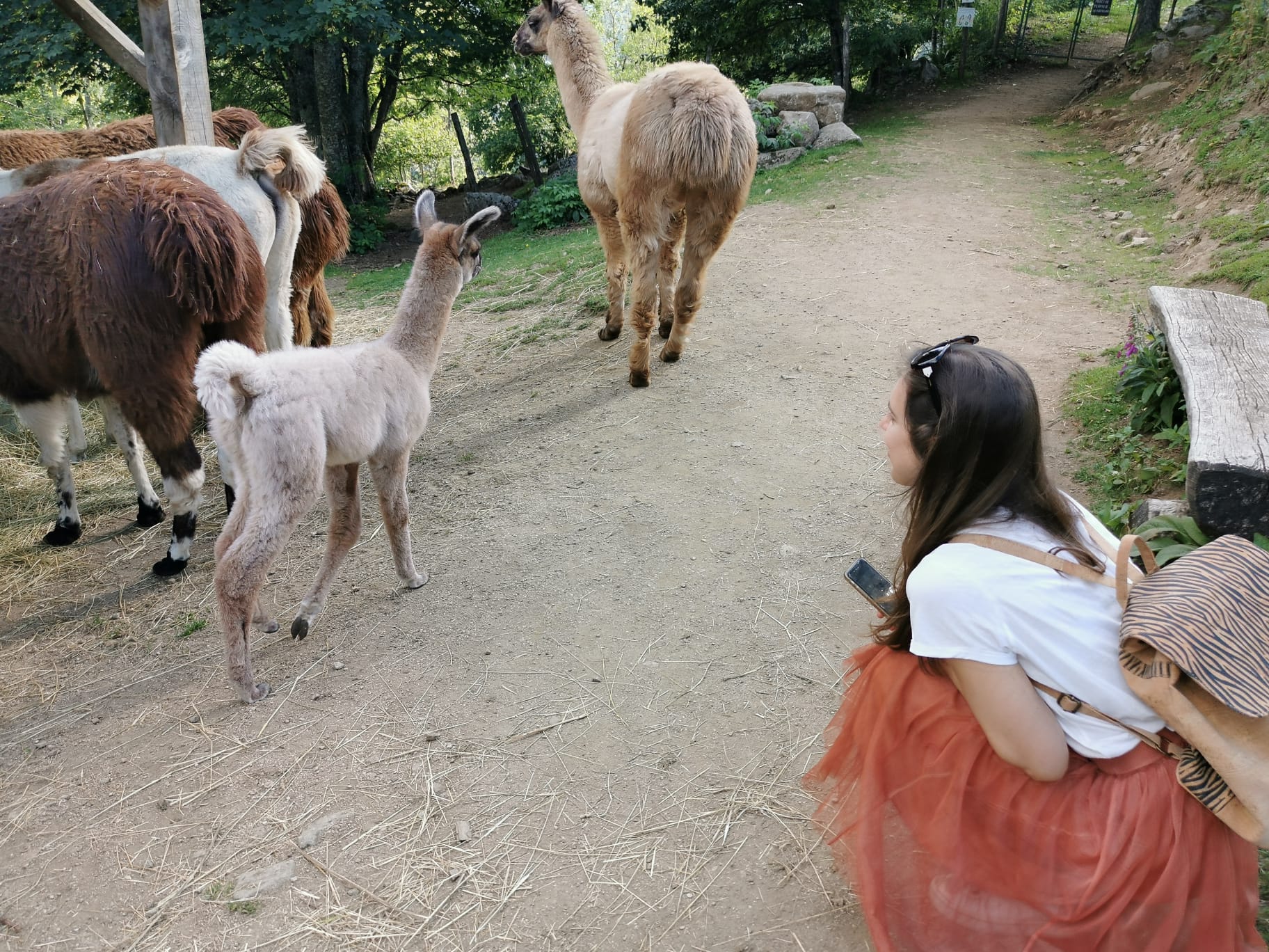 alpaca bezoek