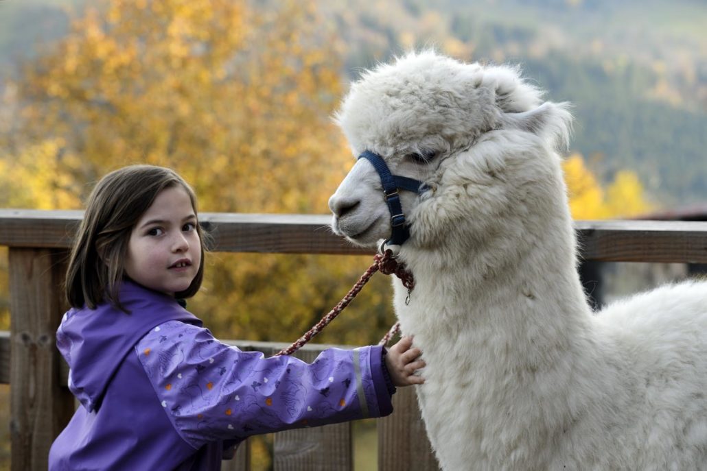 alpaca activiteit