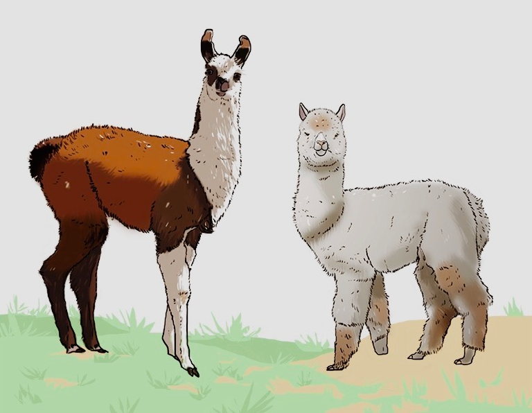 alpaca of lama