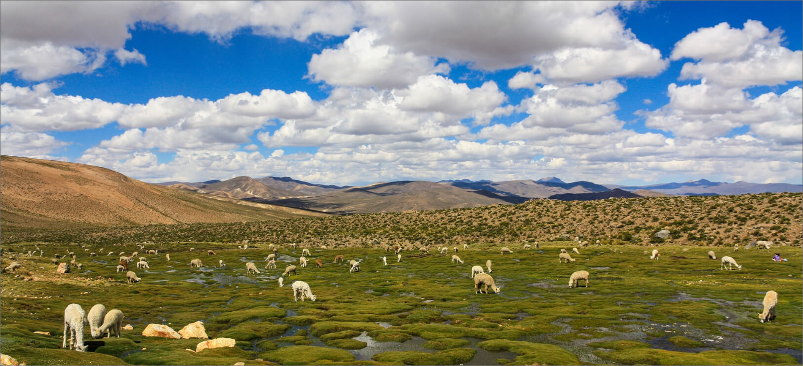 L’Alpaga est un cousin du Lama qui vit sur les très hauts plateaux des Andes