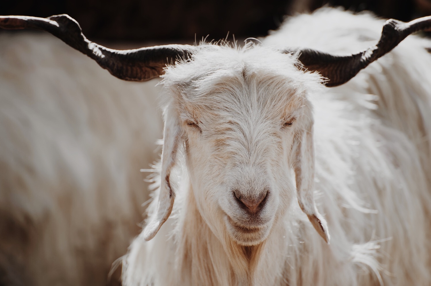 cashmere goat